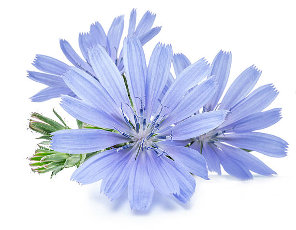 chicory flores aisladas sobre el fondo blanco. - achicoria común fotografías e imágenes de stock