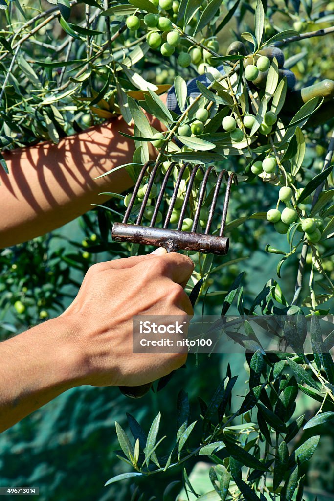 harvesting olives in Spain young man harvesting arbequina olives in an olive grove in Catalonia, Spain, with a comb-like tool 2015 Stock Photo