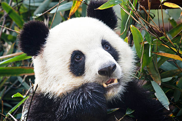 istock Giant Panda Face - eating bamboo - Chengdu, China 496718613