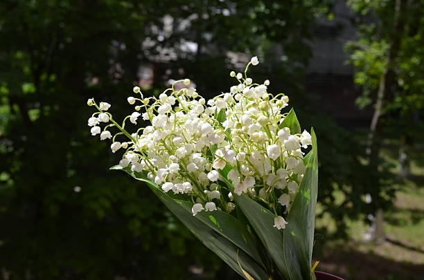 istock lilies of the valley 496721559