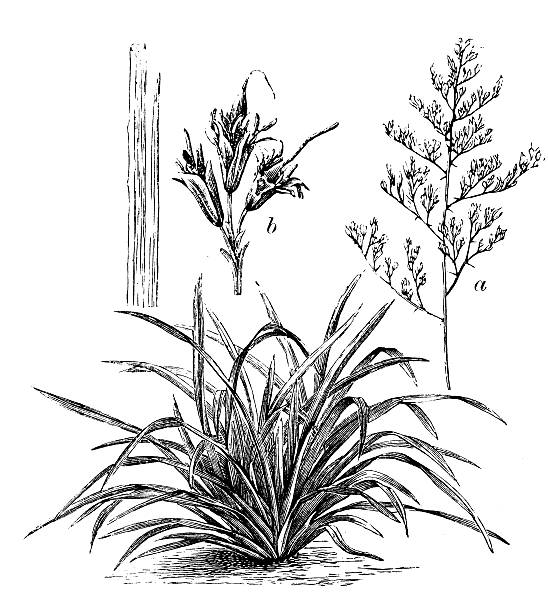 앤틱형 일러스트레이션 phormium tenax (아마, harakeke, 신서란 - new zealand flax stock illustrations