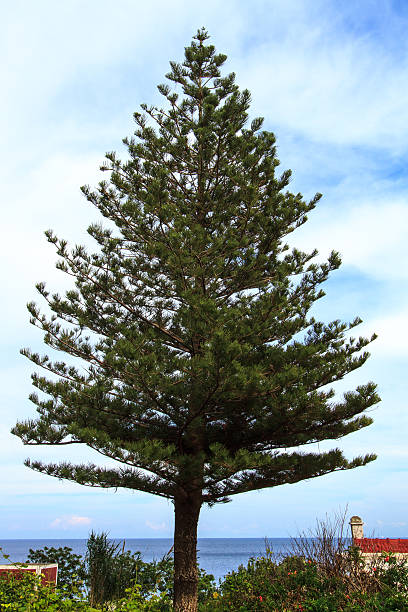 A very tall pine tree (Norfolk Island Pine) is backdropped by a cloudy blue sky and the blue Mediterranean Sea, Italy. Rustic red buildings are on either side. Shot on Salina in the Aeolian Islands (Isole Eolie).