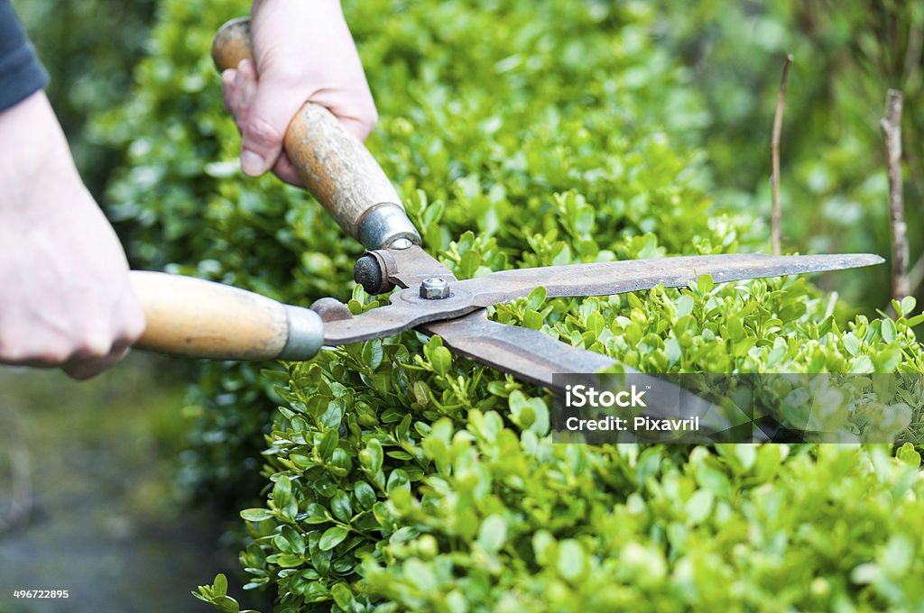 Hedge Trimming Cutting a hedge with clippers Cutting Stock Photo