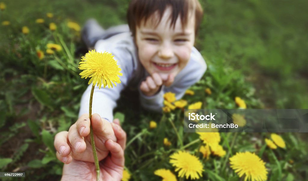 Dandelion for mummy Smiling boy on the meadow with dandelion. Hand adult. Agricultural Field Stock Photo