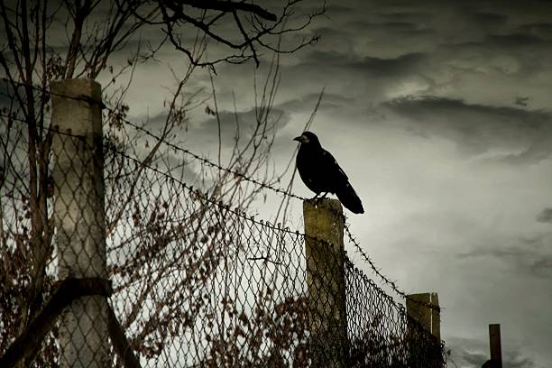 istock Black bird on the fence 496723601