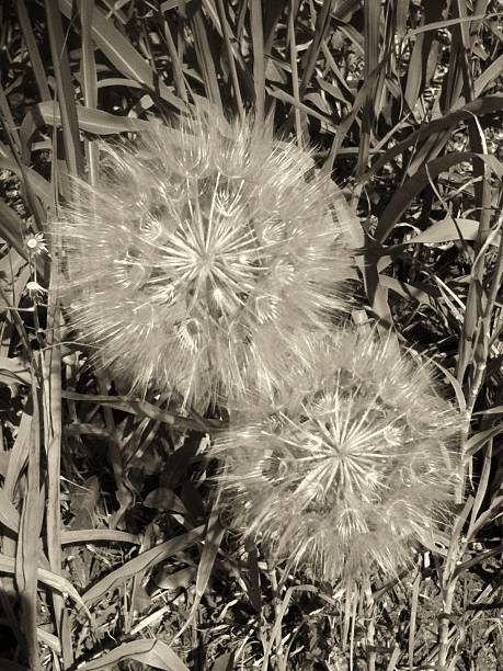 istock Dandelion couple in the sunlight old 496724531