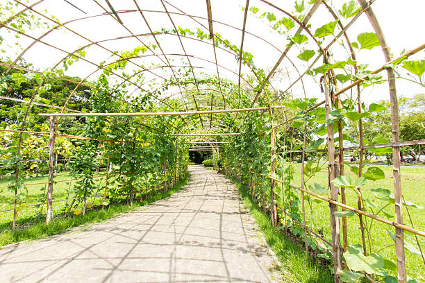 istock landscape of Bangkok's park 496725989