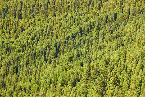 Pine wood forest green background on a mountain hill landscape. Horizontal