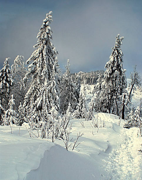 istock winter Beskid Slaski mountains with trees and hiking trail 496727984