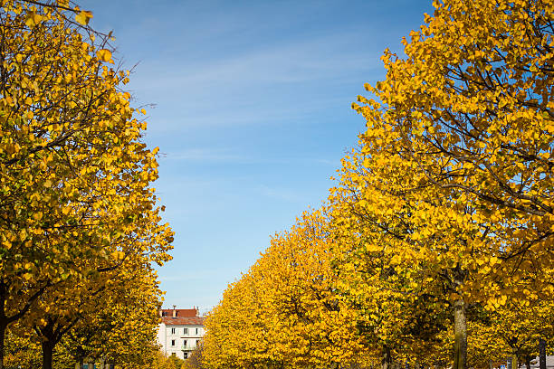 istock Trees with yellow leaves in park 496729426