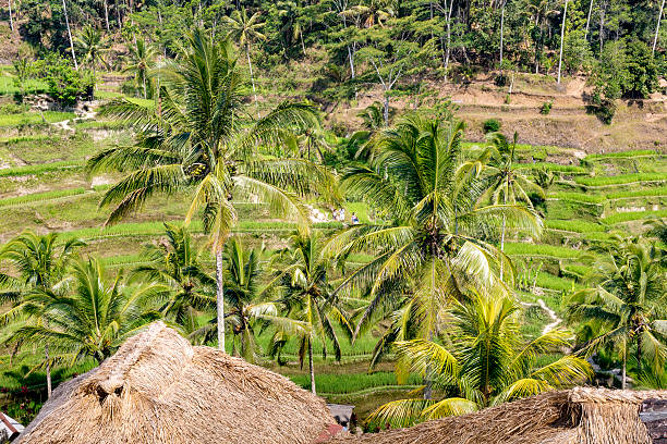 istock Beautiful green terrace paddy fields on Bali, Indonesia 496729836