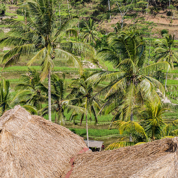 istock Beautiful green terrace paddy fields on Bali, Indonesia 496729904