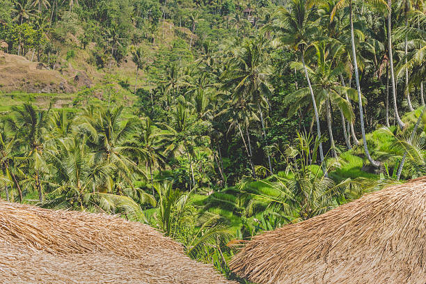istock Beautiful green terrace paddy fields on Bali, Indonesia 496730026
