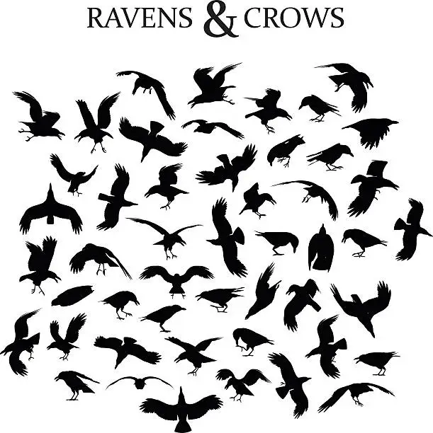 Vector illustration of Ravens and Crows