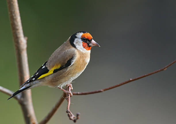 istock European goldfinch (Carduelis carduelis) 496731008