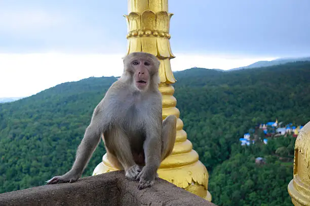 A friendly adult male macaque monkey posing for photos at the top of Mount Popa - a mountain with a temple at the top near Bagan, Myanmar