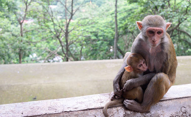 istock Macaque Mother and Child Monkeys 496731282