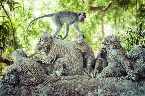 istock Monkey at Sacred Monkey Forest, Ubud, Bali, Indonesia 496731420