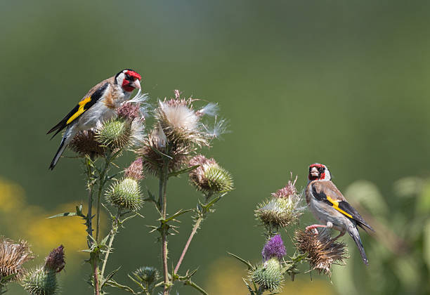 istock Two European Goldfinches (Carduelis carduelis) 496731860