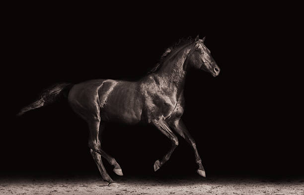 istock Black horse runs gallop on a black background 496732294