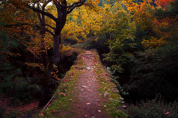 ブリッジを進み、ウッズます。 - footpath autumn stone old ストックフォトと画像