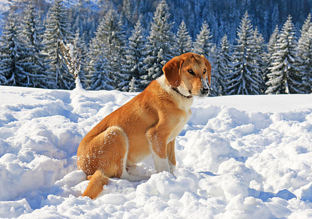 istock Dog in snow on the mountain 496733298