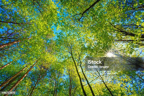 Sunny Cubierta De Tall Trees Luz Del Sol En El Bosque De Verano De Hoja Caduca Foto de stock y más banco de imágenes de Tope de los árboles
