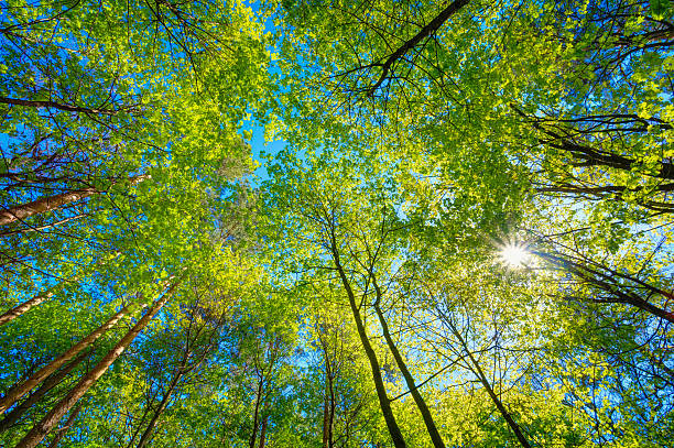 giornata di volta di alti alberi. luce solare nella foresta, estate deciduo - copertura di alberi foto e immagini stock