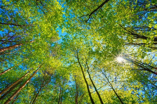 Spring Summer Sun Shining Through Canopy Of Tall Trees. Sunlight In Deciduous Forest, Summer Nature. Upper Branches Of Tree. Low Angle View. Woods Background.