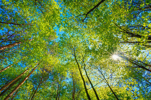 Sunny Canopy Of Tall Trees. Sunlight In Deciduous Forest, Summer Spring Summer Sun Shining Through Canopy Of Tall Trees. Sunlight In Deciduous Forest, Summer Nature. Upper Branches Of Tree. Low Angle View. Woods Background. tree canopy stock pictures, royalty-free photos & images