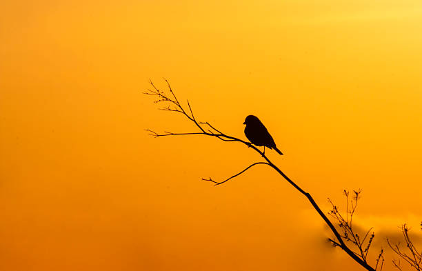 silhouette des oiseaux au coucher du soleil - orange beauty serious retro revival photos et images de collection
