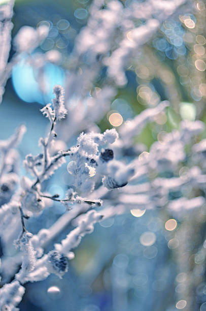 istock Beautiful snow-covered branches of a tree 496734068