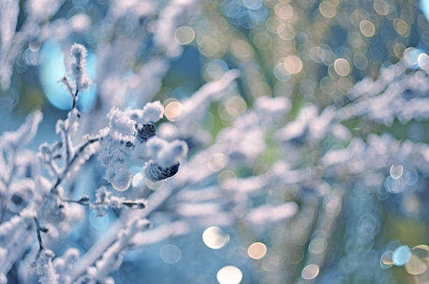 istock Beautiful snow-covered branches of a tree 496734160