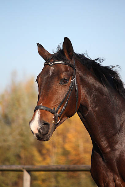 istock Bay horse portrait with bridle 496735430