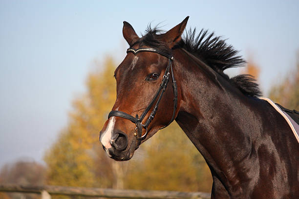 istock Bay horse portrait with bridle 496735470