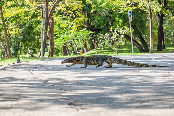 istock the Monitor lizard 496736612