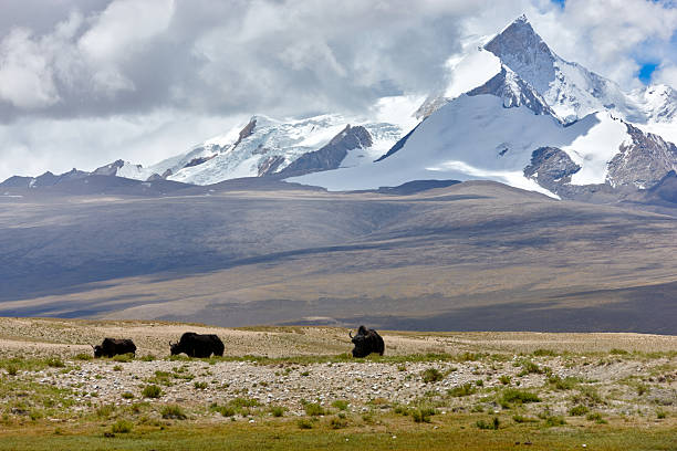 kailash. tibete motivos. - mt pumori imagens e fotografias de stock