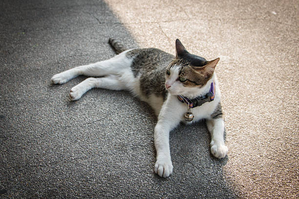istock The young cat sleep on indoor cement concrete floor 496737934