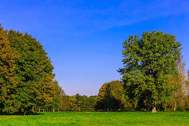 istock Colorful Trees on Green Grass in Park 496738144