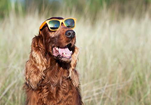 Funny dog wearing orange sunglasses