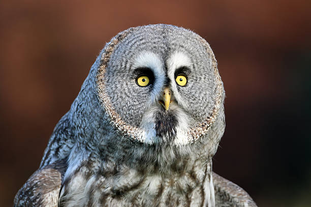 istock Great gray owl portrait 496763118