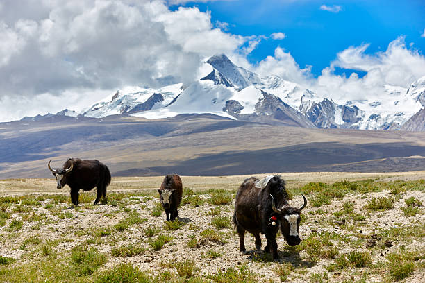 kailash. tibete motivos. - mt pumori imagens e fotografias de stock