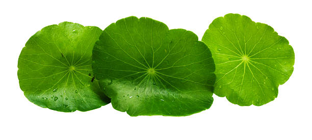 istock Group of Gotu kola-centella asiatica on white background 496764072