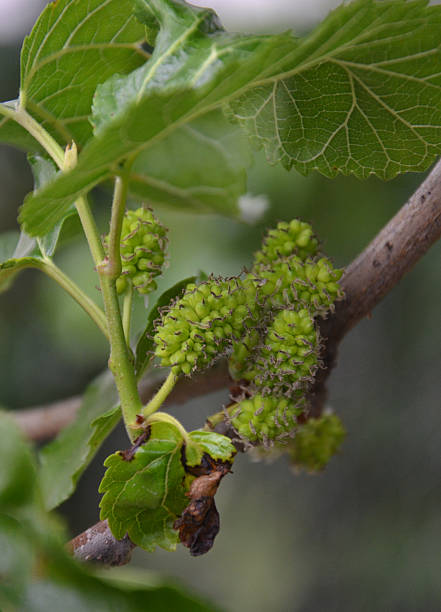 istock Mulberry fruits 496764956