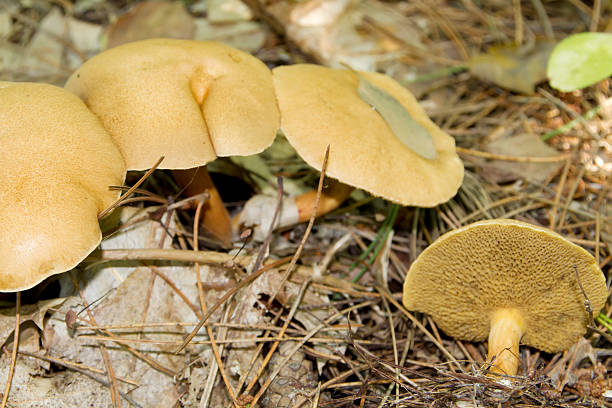 (bovine bolete suillus bovinus ) - soil saprophyte ストックフォトと画像