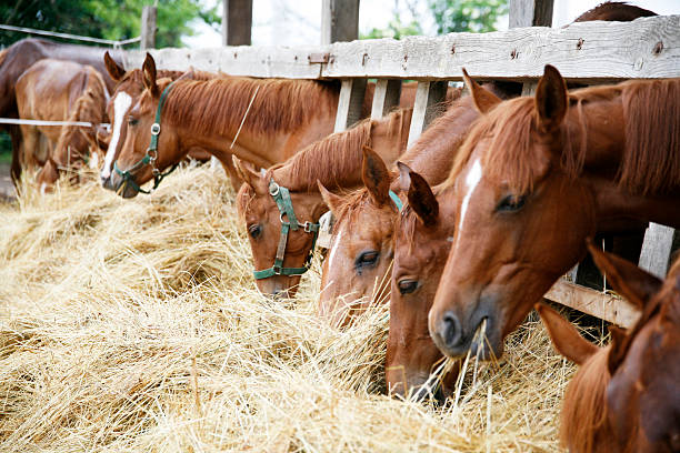 istock Thoroughbred horses in the paddock eating dry grass 496767380