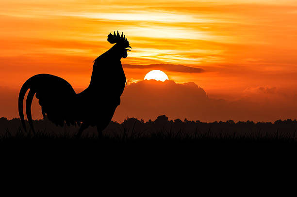 istock silhouette of Roosters crow 496768714