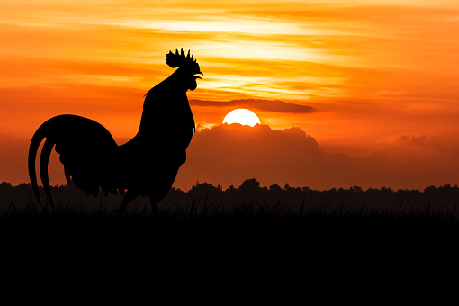 Roosters crow stand on a wind turbine. In the morning sunrise background
