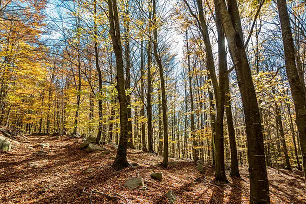 Photo of forest wide angle autumn day foothpath horizontal