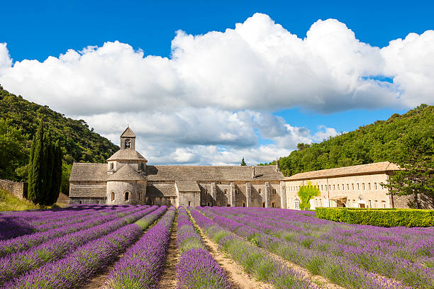 abadía de senanque y flores de lavanda florecer filas - senanque fotografías e imágenes de stock